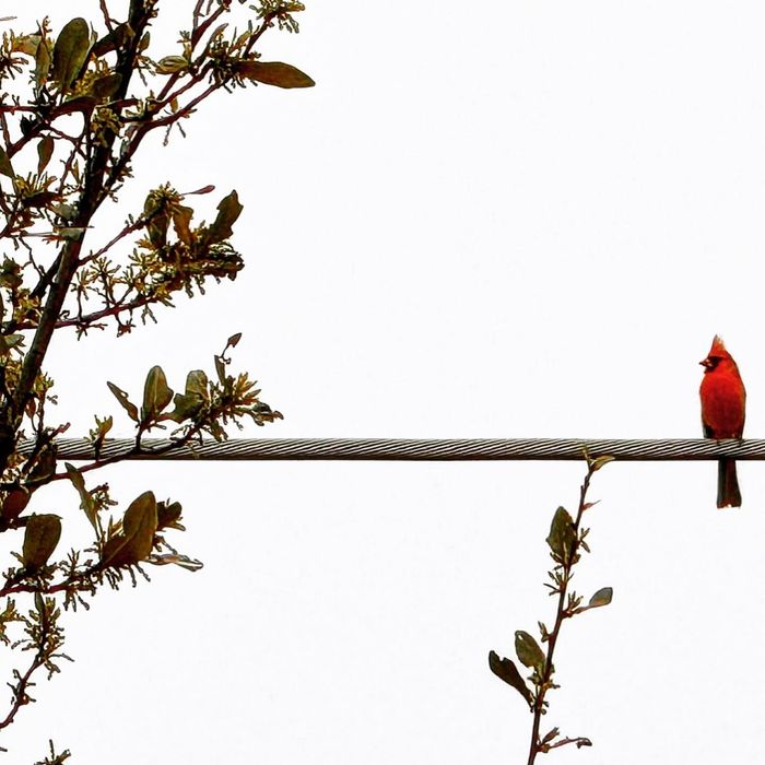 A red cardinal perched on a wire beside budding branches