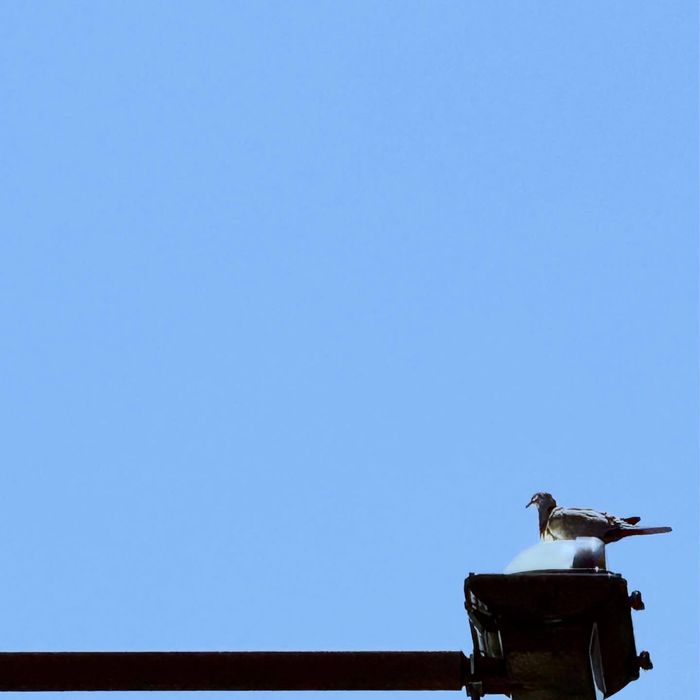 A dove resting on a street lamp against a clear blue sky