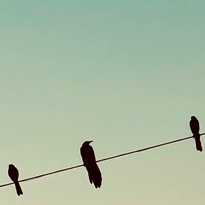 Three blackbirds on a wire against a soft teal sky